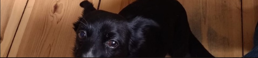 my puppy making puppy dog eyes